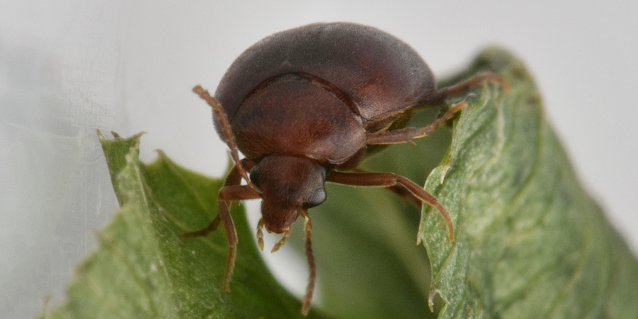 Eucinetidae: Nycteus meridionalis